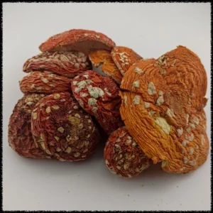 buy amanita muscaria canada