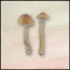 blue meanies shroom