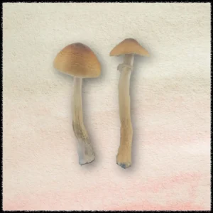 blue meanies shroom