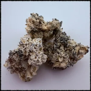enigma mushroom