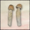 buy penis envy mushrooms online