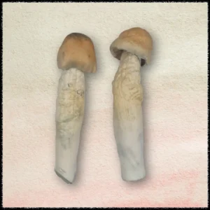 buy penis envy mushrooms online